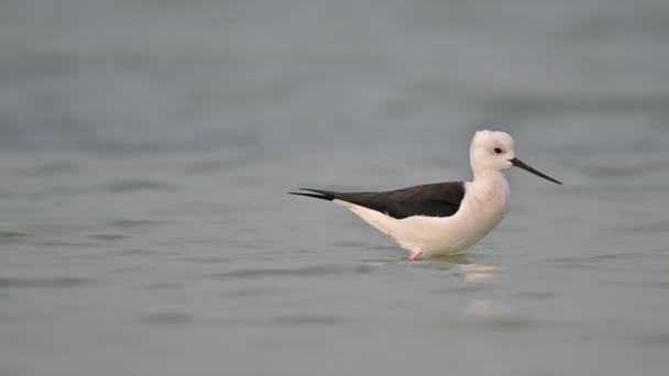 Aves Migratorias Zancos Cuello Negro Las Aguas Poco Profundas Bahréin — Vídeo de stock