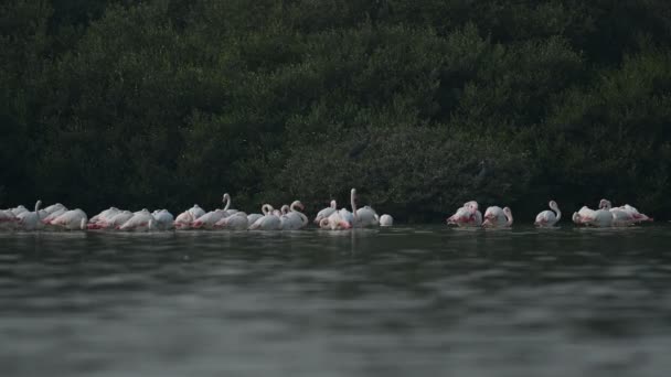 Zugvögel Große Flamingos Wandern Bei Ebbe Mangroven Bahrain — Stockvideo