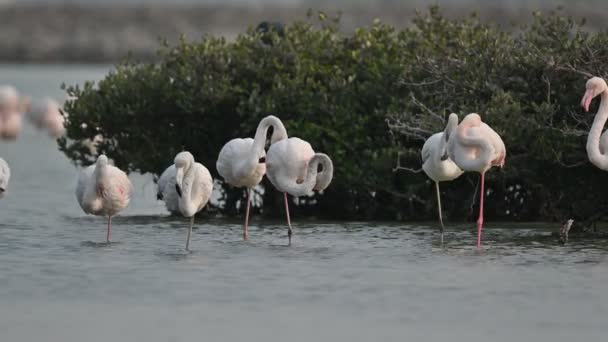 Aves Migratórias Flamingos Maiores Descansando Nos Manguezais Marinhos Rasos Bahrein — Vídeo de Stock