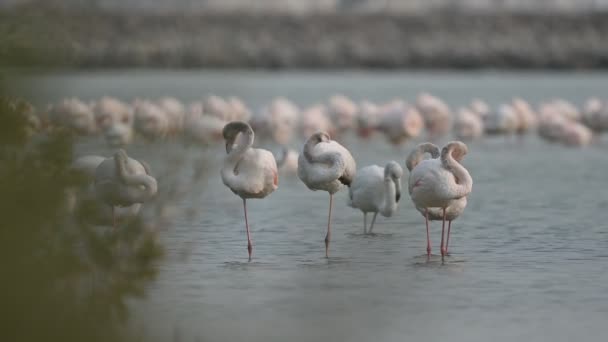 Мигрирующие Птицы Большие Фламинго Бродят Мелким Морским Мангровым Зарослям Бахрейна — стоковое видео
