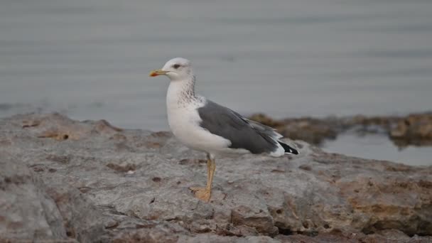 Aves Migratórias Grande Gaivota Dorso Preto Vagando Costa Rochosa Bahrein — Vídeo de Stock