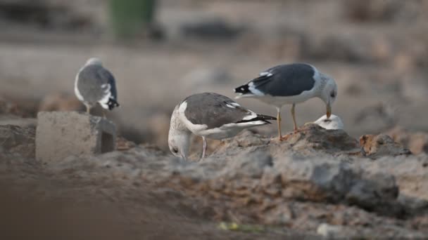 Zugvögel Große Schwarzrückenmöwe Wandert Der Felsigen Küste Bahrains Auf Nahrungssuche — Stockvideo