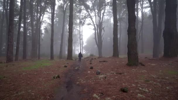 Vista Trasera Una Joven Caminando Bosque Pinos Brumosos Palma Island — Vídeos de Stock
