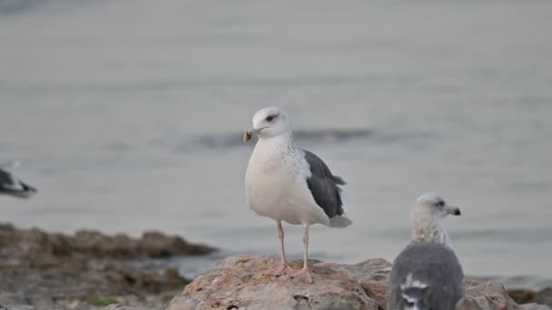 Migratory Birds Great Black Backed Gull Wandering Rocky Coast Bahrain — Stock Video