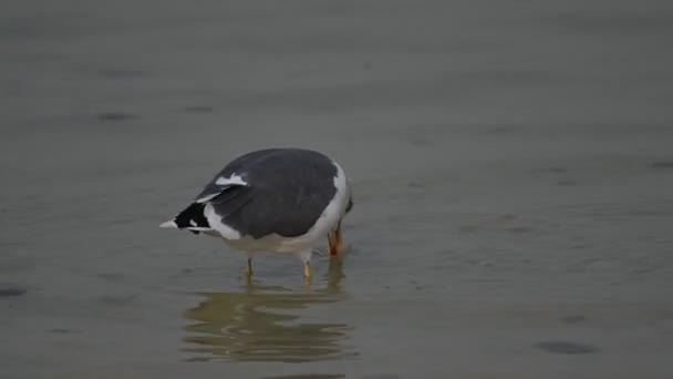 Aves Migratorias Gran Gaviota Con Respaldo Negro Deambulando Costa Poco — Vídeo de stock