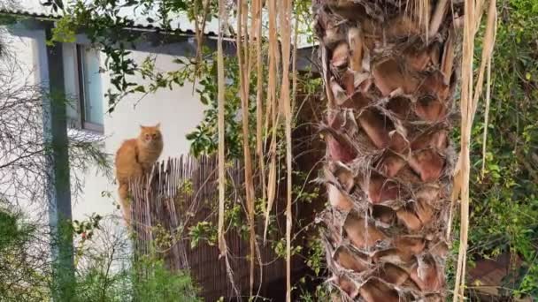 Katze Steht Einem Zaun Zypern Blickt Durch Palmen Und Vegetation — Stockvideo