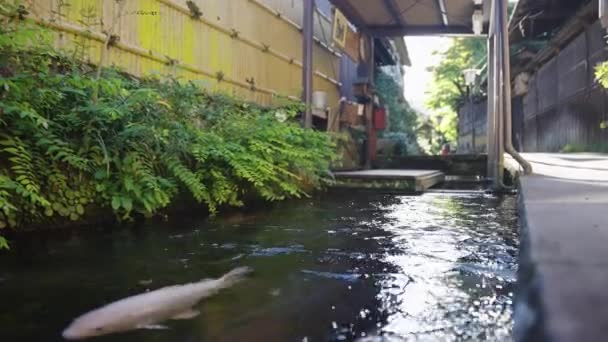Koi Pesci Che Nuotano Lungo Strada Gujo Hachiman Prefettura Gifu — Video Stock