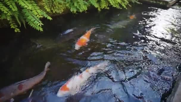 ปลา Koi ในคลองระบายน าของ Gujo Hachiman Gifu ประเทศญ — วีดีโอสต็อก