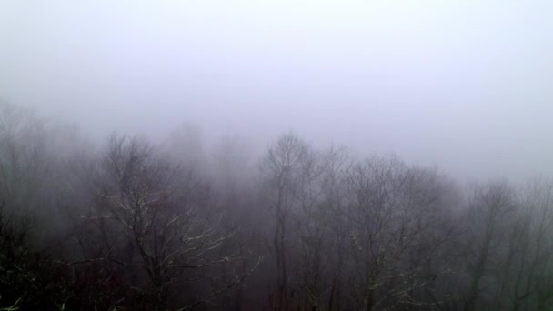 Mist Boomtoppen Antenne Met Slecht Zicht Landing Van Het Vliegtuig — Stockvideo