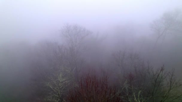 在山林的大雾中 空中飞过雾蒙蒙的树梢 鬼鬼祟祟的样子 — 图库视频影像