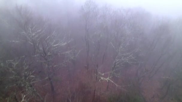 Aérea Sobre Las Copas Los Árboles Durante Niebla Pesada — Vídeos de Stock