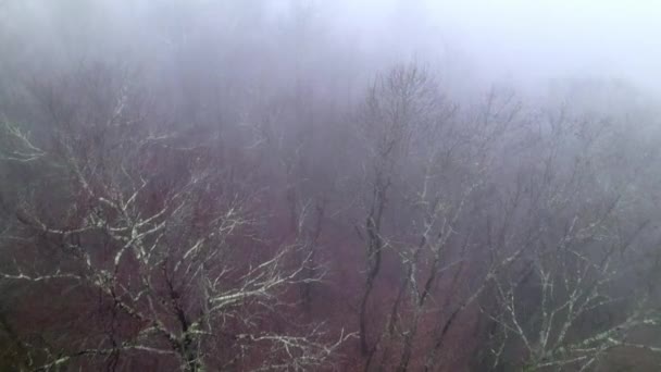 Spinta Aerea Lenta Sopra Cime Degli Alberi Condizioni Nebbia Pesante — Video Stock