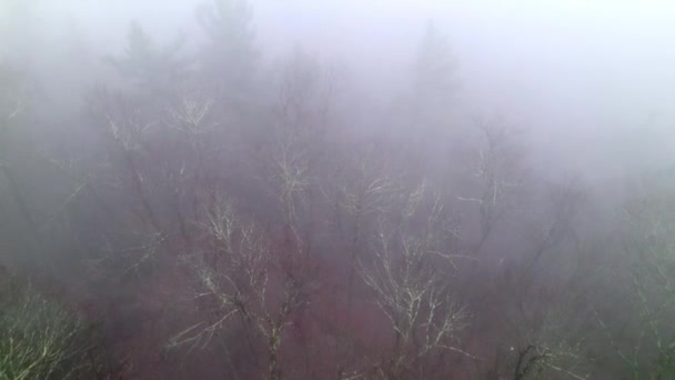 Extracción Aérea Sobre Bosque Brumoso Niebla Sobre Las Copas Los — Vídeos de Stock