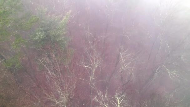 森の木々の霧や霧の状態を空中で引き抜き — ストック動画
