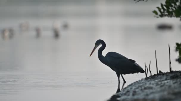 Δυτική Reef Heron Κυνήγι Ψαριών Στα Ρηχά Νερά Του Βάλτου — Αρχείο Βίντεο