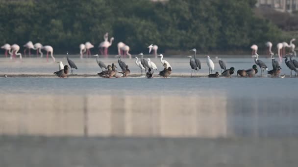 Hejno Stěhovavých Kachen Mallard Volavek Západních Útesů Časných Ranních Hodinách — Stock video