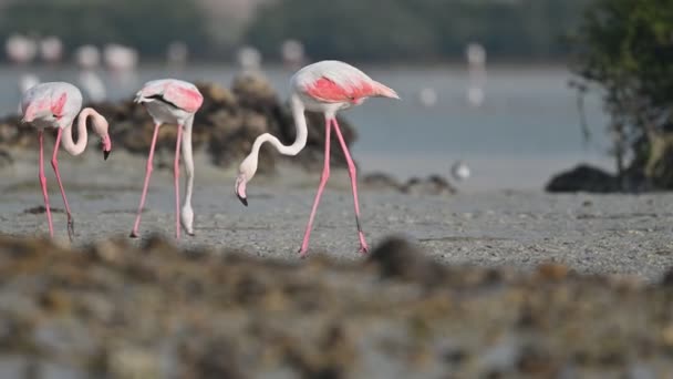 Zugvögel Große Flamingos Auf Nahrungssuche Den Sumpfmangroven Frühen Morgen Bahrain — Stockvideo