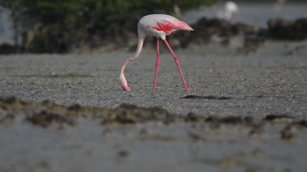 Trekvogels Grote Flamingo Zoek Naar Voedsel Moerasmangroven Bahrein — Stockvideo