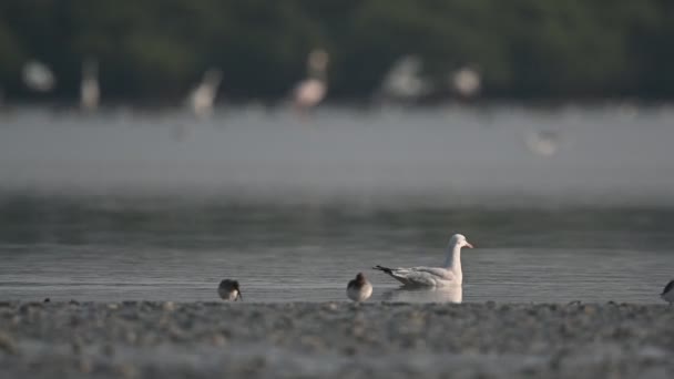 Aves Migratórias Gaivota Bico Esbelto Nadando Longo Dos Fundos Rasos — Vídeo de Stock