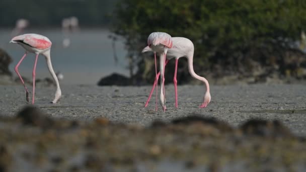 Migratory Birds Greater Flamingos Looking Food Marsh Muddy Mangroves Bahrain — Stock Video