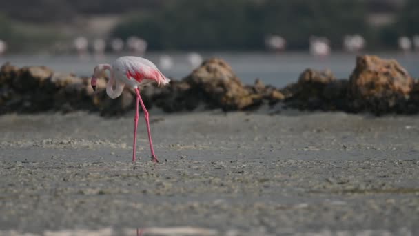 Aves Migratórias Flamingos Maiores Vagando Por Comida Nos Manguezais Pântano — Vídeo de Stock