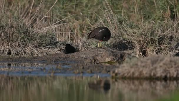 Migrační Pták Moorhen Špinavého Rybníka Pro Hmyz — Stock video