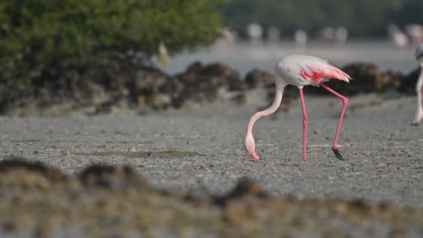 Aves Migratórias Flamingos Maiores Vagando Terra Pântano Águas Rasas Maré — Vídeo de Stock