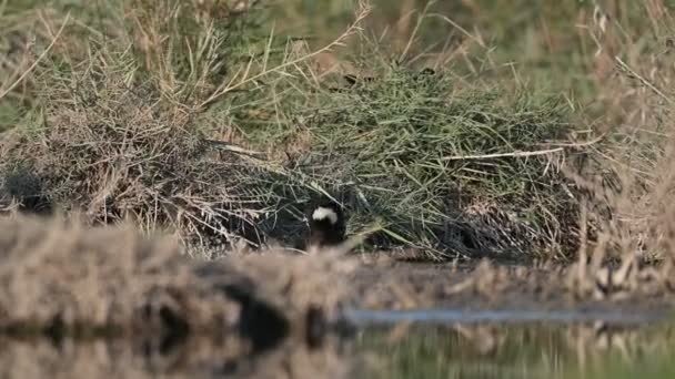 Moorhen Los Pastizales Remansos Vagando Por Insectos — Vídeo de stock