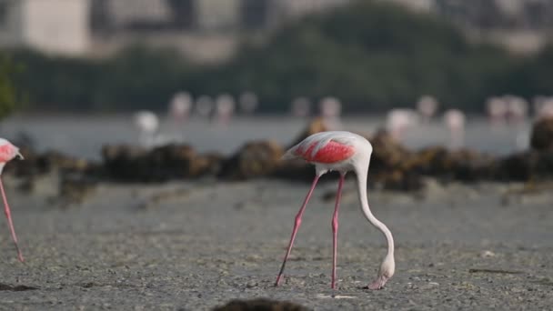 Μεταναστευτικά Πτηνά Μεγαλύτερη Flamingos Περιπλάνηση Στο Ρηχό Λασπωμένο Βάλτο Γης — Αρχείο Βίντεο