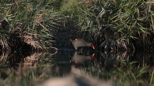 Mohrhuhn Wandert Schmutzigen Teich — Stockvideo