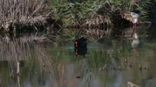 Морская Курица Плавает Грязной Болотной Воде Едой — стоковое видео