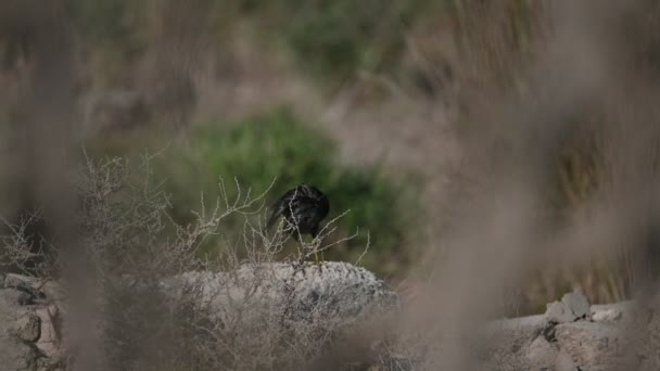 Moorhen Orillas Del Río Secando Sus Plumas — Vídeo de stock