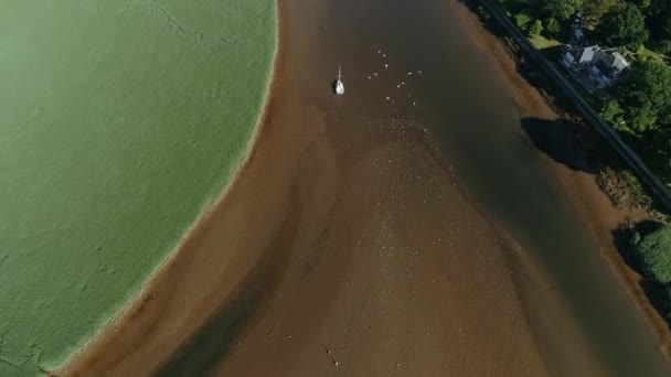 Haut Vers Bas Troupeau Divers Oiseaux Côtiers Dans Des Vasières — Video