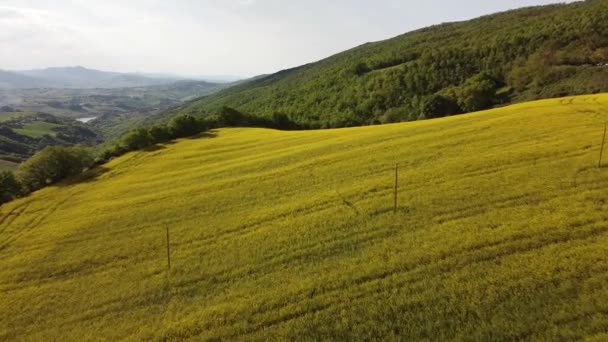 Full Images Aériennes Fleurs Jaunes Dans Champ Colza Des Montagnes — Video