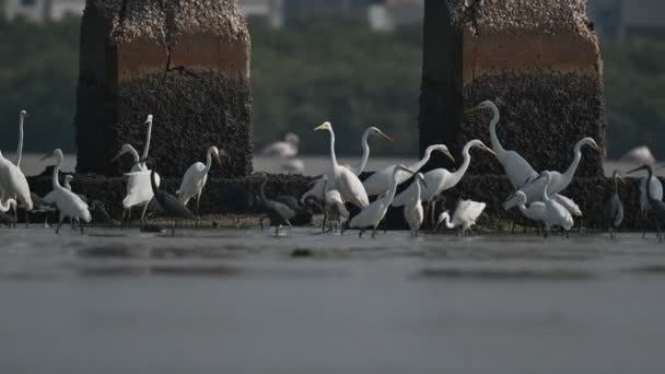 Uccelli Migratori Little Egret Airone Della Barriera Corallina Occidentale Airone — Video Stock