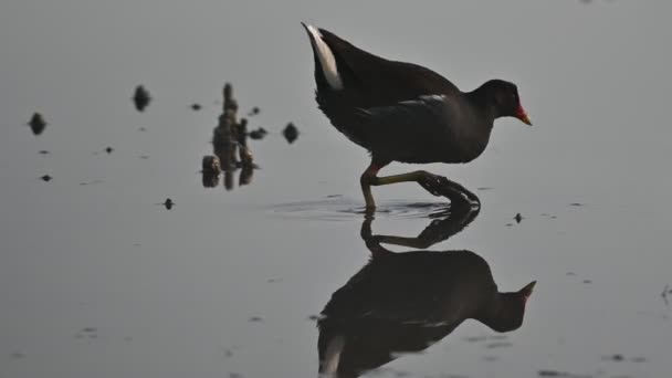 Pássaro Migratório Moorhen Vagando Água Pântano Sujo Para Comida — Vídeo de Stock