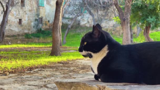 Gato Preto Branco Descansa Sombra Parque Larnaca Chipre Filmagem — Vídeo de Stock