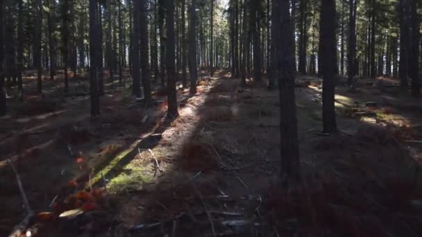 Langzame Drone Duwt Door Dennenbos Met Lichte Fakkels — Stockvideo