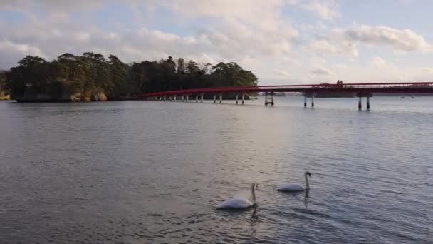 Matsushima Bay Fukuurajima Cisnes Nadando Passado Sunset Japão — Vídeo de Stock