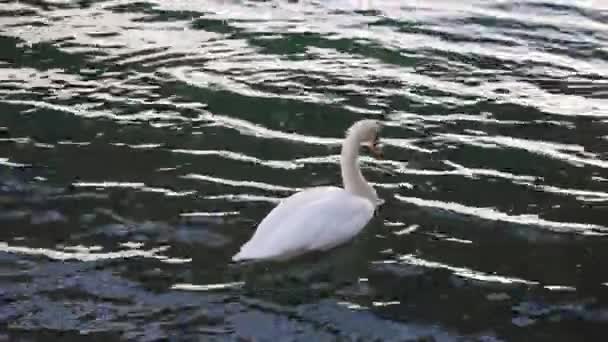 Piękny Biały Łabędź Wodzie Śnieg Pada Zimie — Wideo stockowe