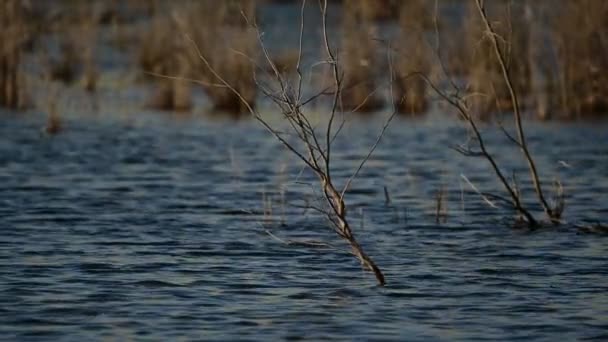 Cespugli Secchi Nel Lago Nel Santuario Degli Uccelli — Video Stock