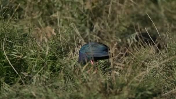 Sumpfhuhn Wandert Wilden Gebüsch Der Sumpfgraswiesen Nach Nahrung Vogelschutzgebiet — Stockvideo