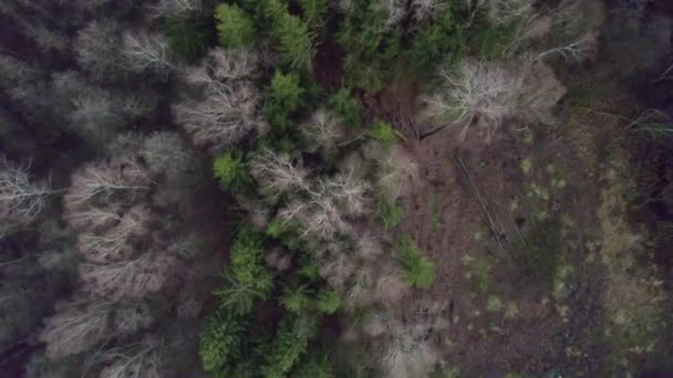 Grüne Und Graue Bäume Einem Von Borkenkäfern Befallenen Wald Die — Stockvideo