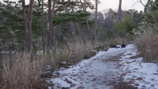 宮城県荒野を通る雪の道 — ストック動画