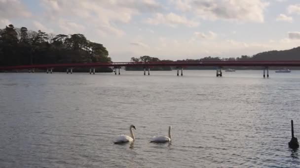 宮城県松島湾で泳ぐ白鳥 福原橋を背景に — ストック動画