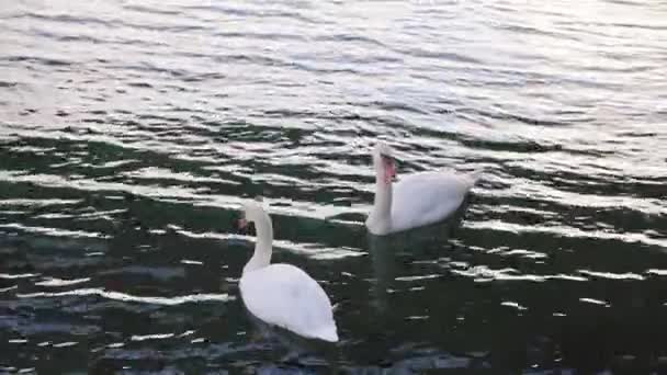 水の中の2つの白鳥 スローモーションに落ちる雪 — ストック動画
