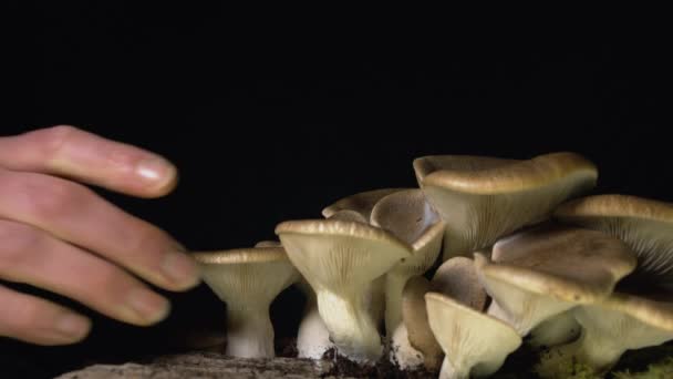 Nahaufnahme Der Hand Einer Frau Die Hart Daran Arbeitet Pilze — Stockvideo