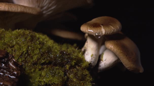 在黑色背景上滴着的小潮湿的自制蘑菇的特写 — 图库视频影像