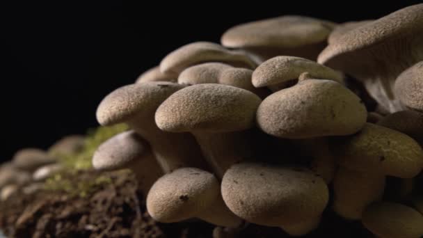 左から右パン黒の背景に茶色の自家栽培カルドンチェリキノコの大きなグループの閉じる — ストック動画