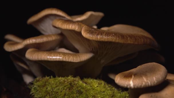 Braune Hausgemachte Pilze Rack Fokus Nahaufnahme Auf Schwarzem Hintergrund — Stockvideo